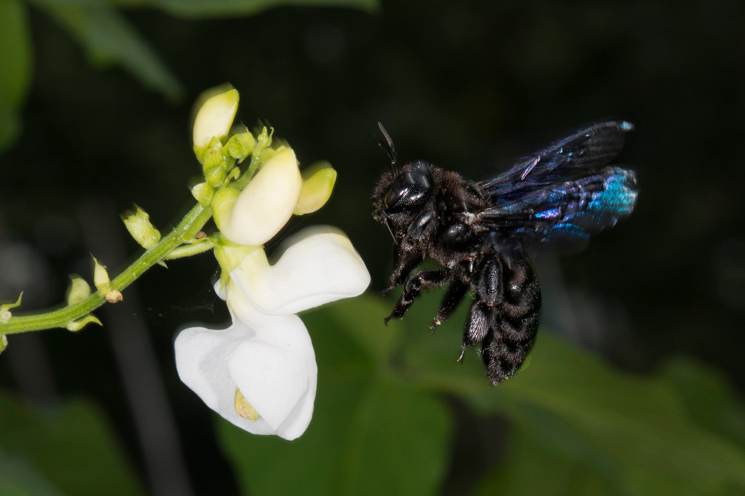 A black hornet bee