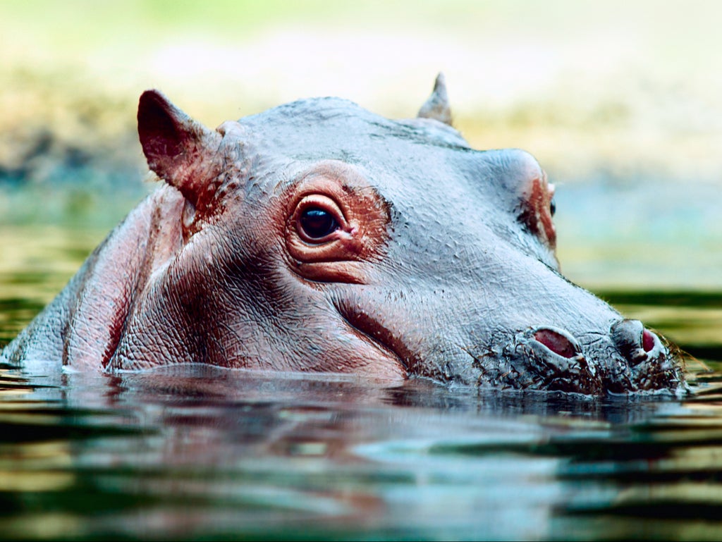 US court recognises animals as legal persons for first time in wrangle over Pablo Escobar’s hippos