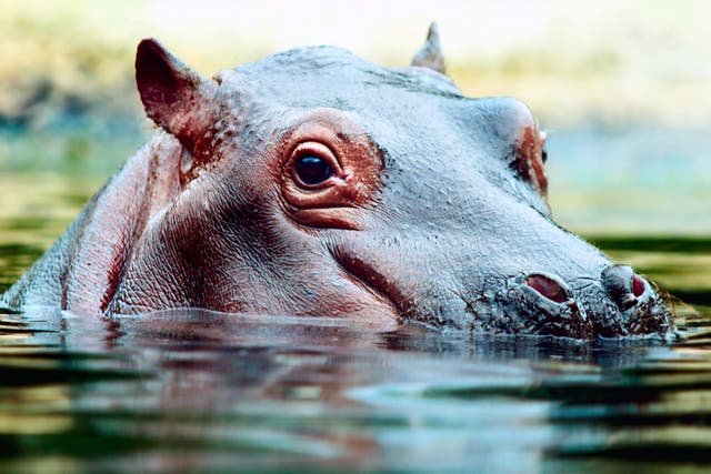 <p>El año pasado se presentó una demanda en América del Sur para salvar a decenas de hipopótamos. </p>
