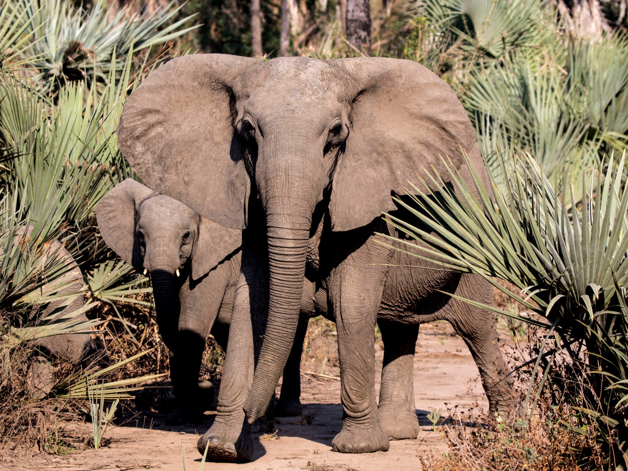 Researchers studied the tuskless elephants of Gorongosa National Park