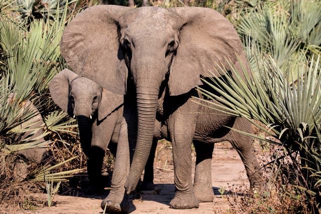 <p>Researchers studied the tuskless elephants of Gorongosa National Park</p>