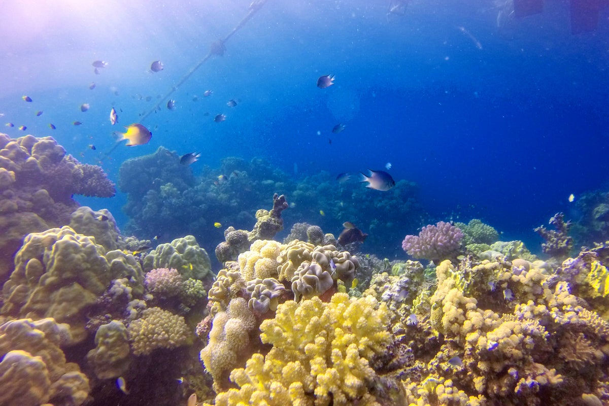 Experts say Saudi Arabia has unique opportunity to safeguard marine life | The Independent