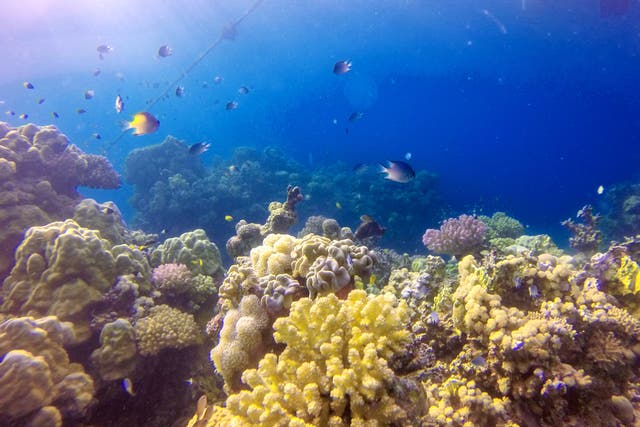 <p>Fishes swim around the coral reefs of Saudi Arabia</p>