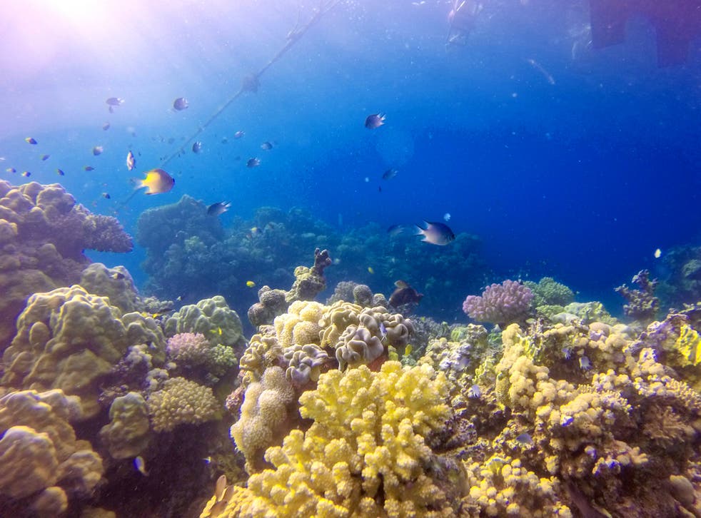 <p>Fishes swim around the coral reefs of Saudi Arabia</p>