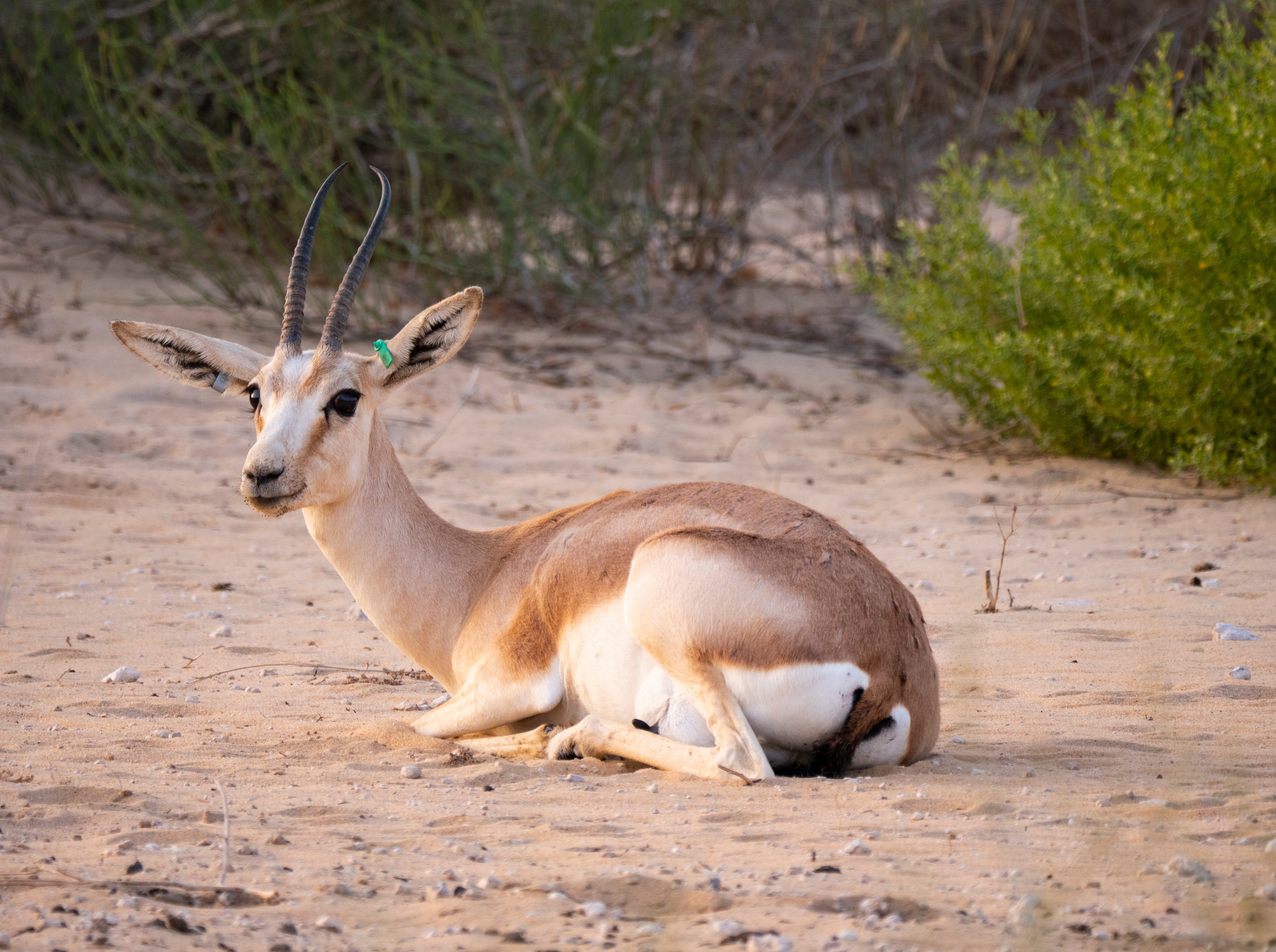 Sand gazelle in captive natural habitat conservation program in Saudi Arabia