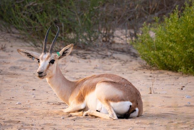 <p>Sand gazelle in captive natural habitat conservation program in Saudi Arabia</p>