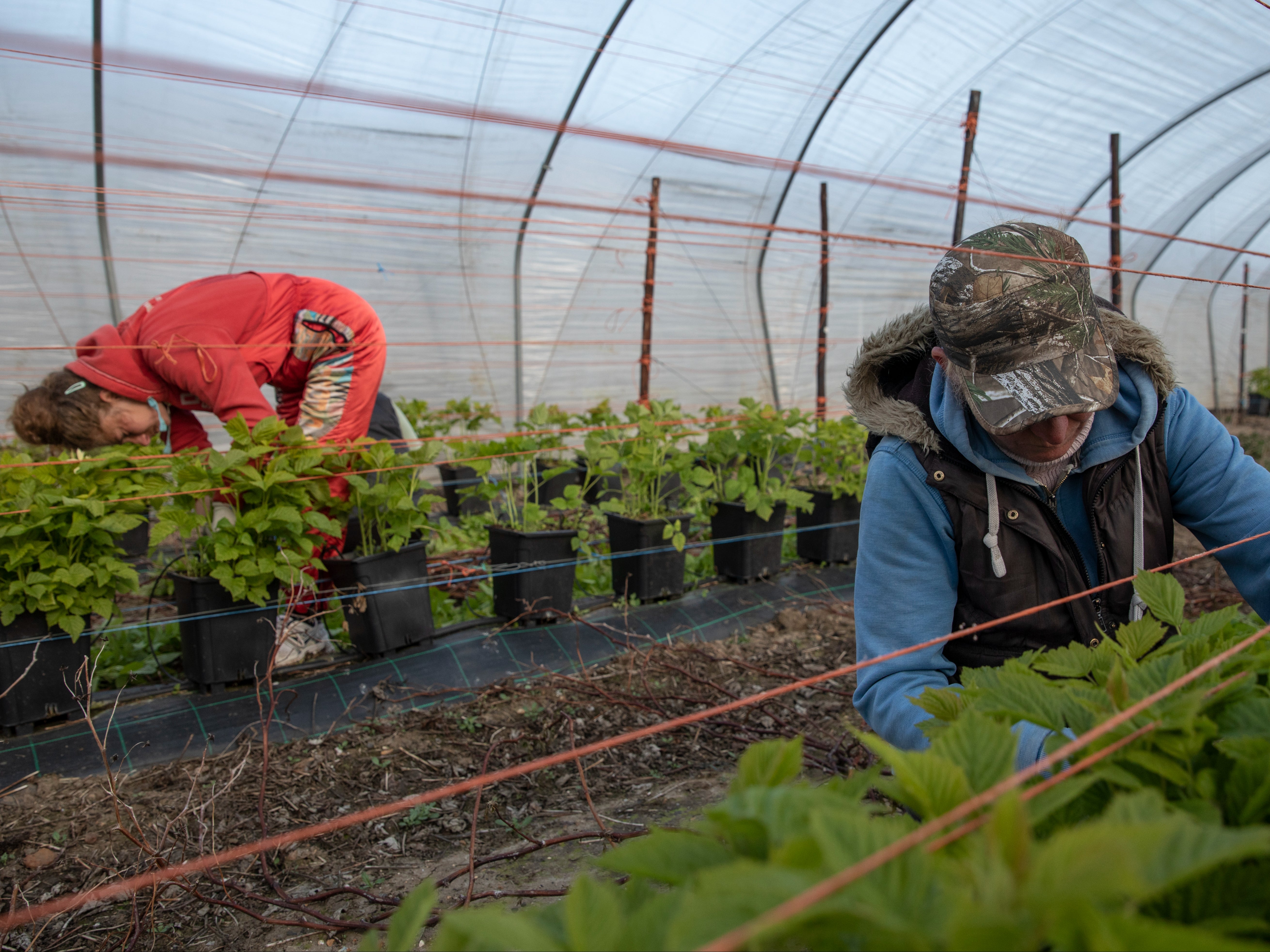 Seasonal workers attend to fruit in polytunnels. But it has been rotting in the fields thanks to a lack of labour