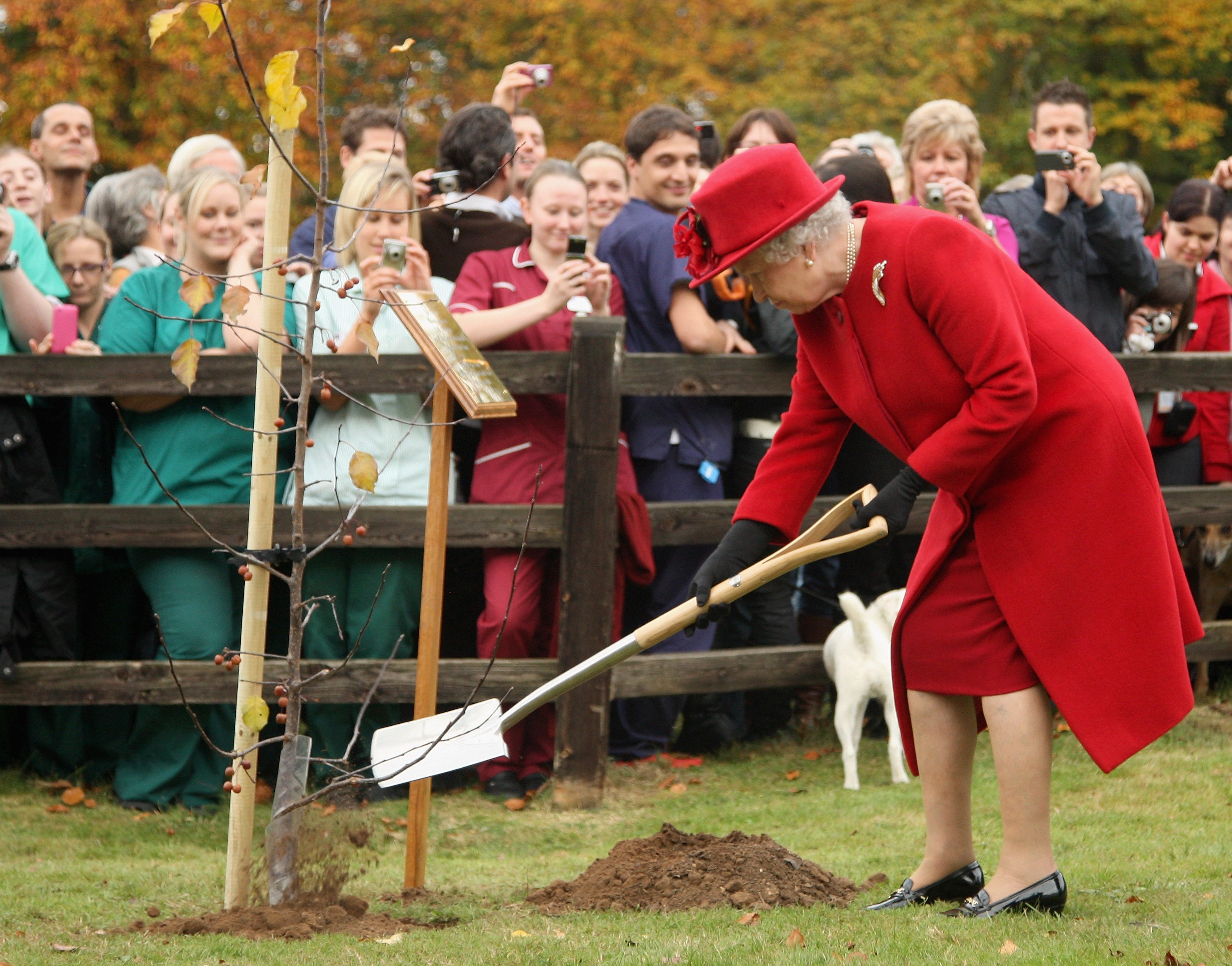 Queen Elizabeth II planting a tree at Newmarket Animal Health Trust, during a royal visit which marked her 50th year as the charity's patron, 2009