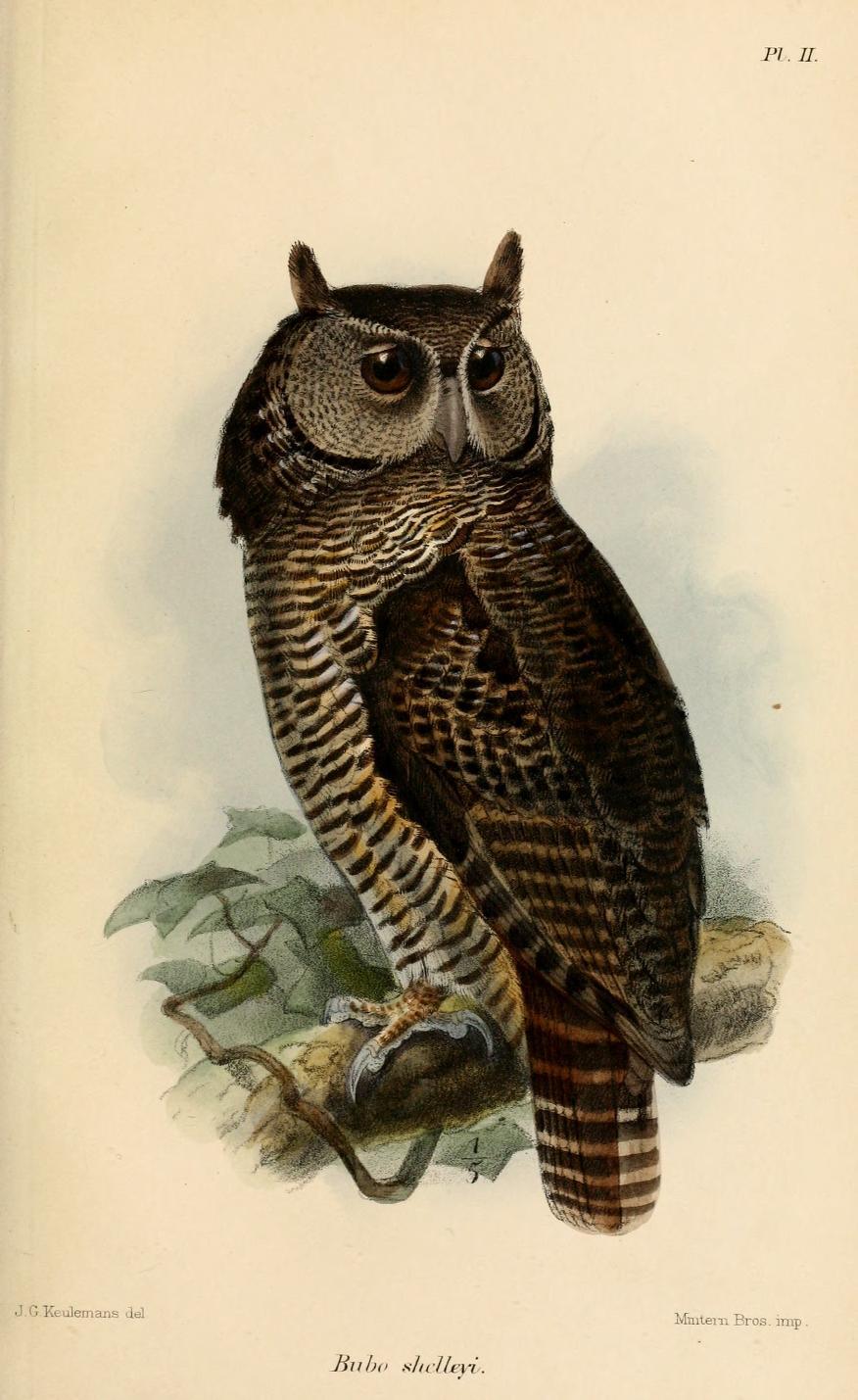 A drawing of Shelley’s eagle owl