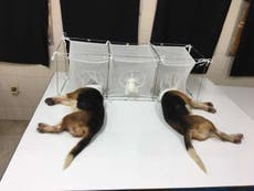 Fauci pressed over claims of funding for ‘cruel’ puppy experiment that locked their heads in cages with sandflies