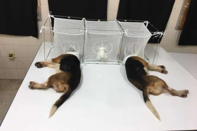 <p>Two dogs lie on a table as part of an experiment mistakenly attributed to a project supported by the US government </p>