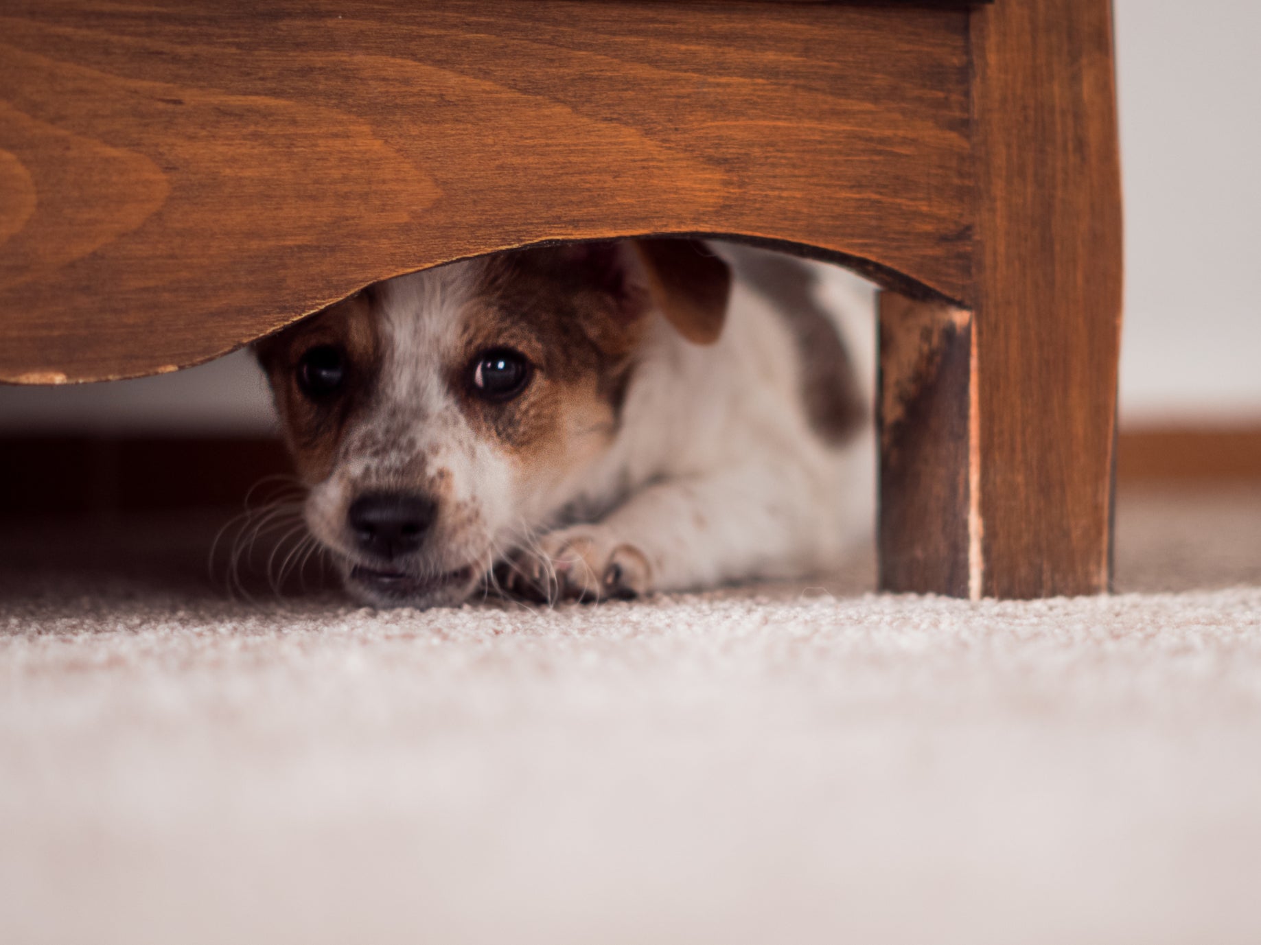 Little puppy hides under a cupboard