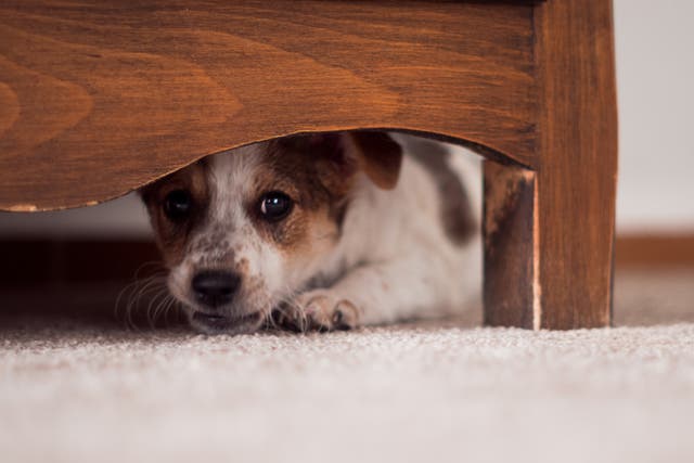<p>Little puppy hides under a cupboard</p>