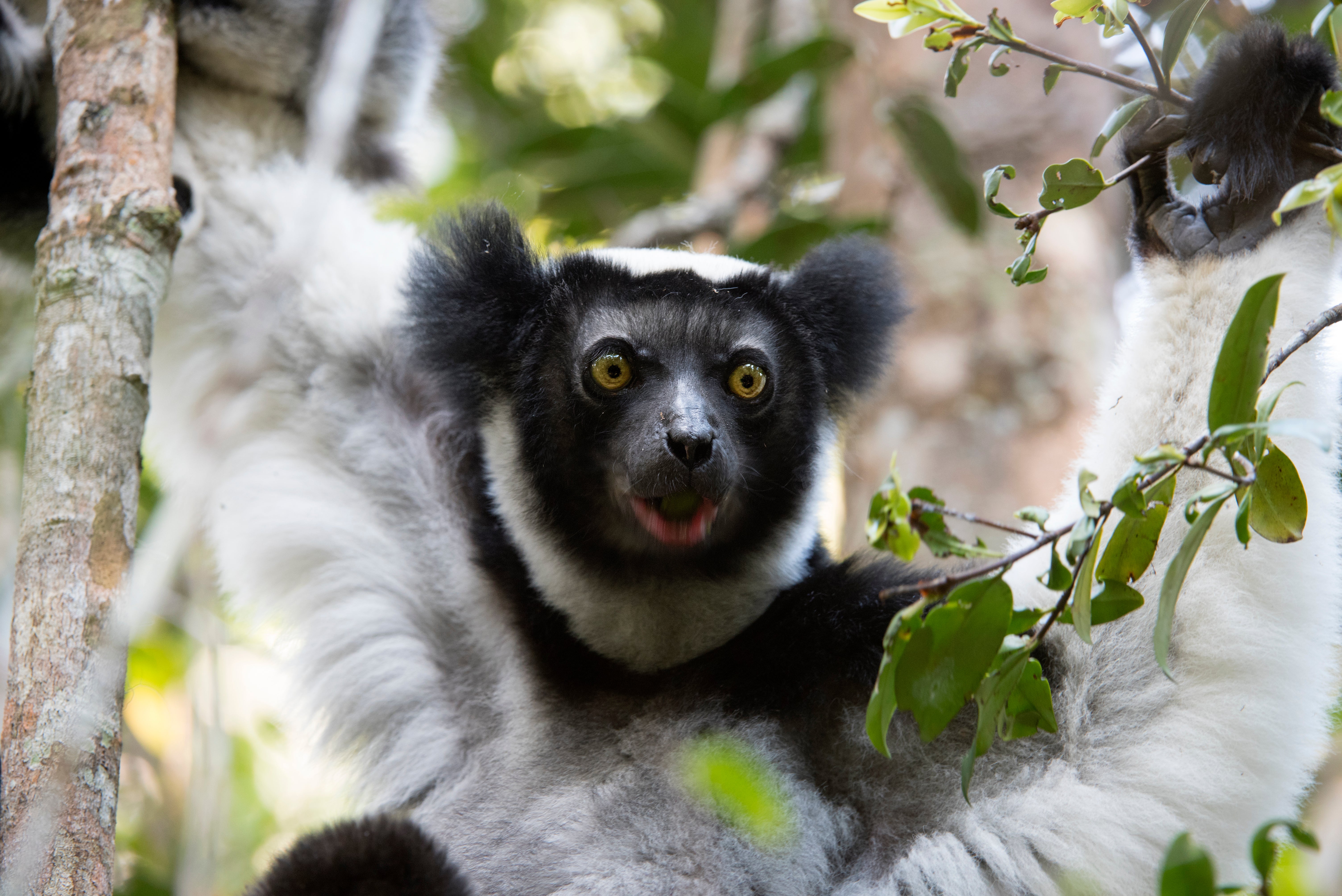 Black and white-coated Indri indri, also called the babakoto, are one of the largest living lemurs