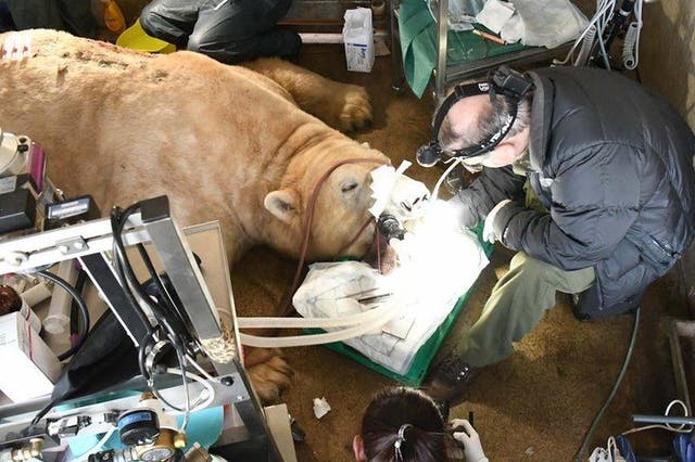 <p>Dr Peter Kertesz removes tooth from Sisu the polar bear</p>