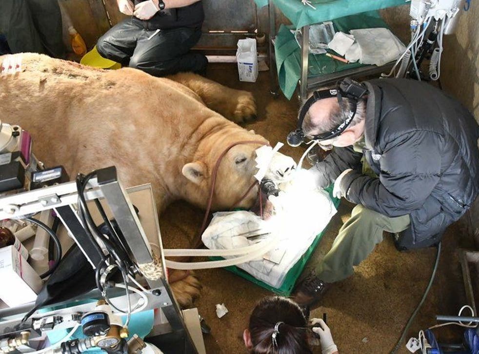 <p>Dr Peter Kertesz removes tooth from Sisu the polar bear</p>