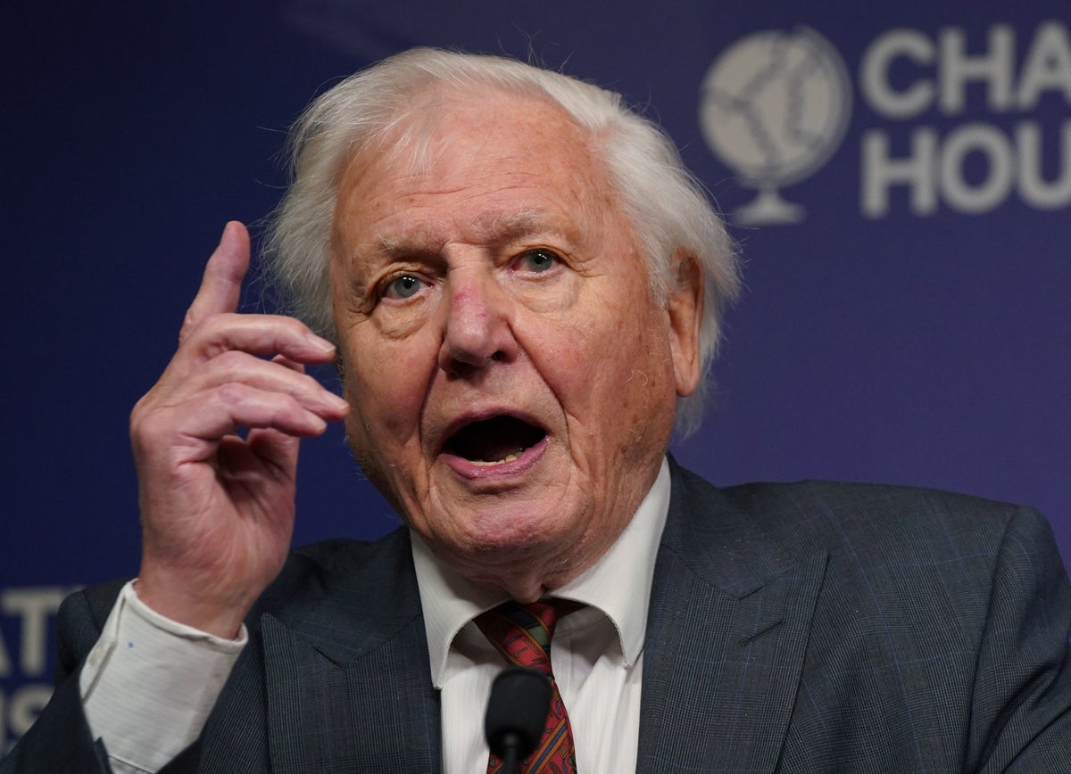 æstetisk vejkryds Uredelighed Cop26: Nature must be at heart of fight to save planet, Sir David  Attenborough says | The Independent