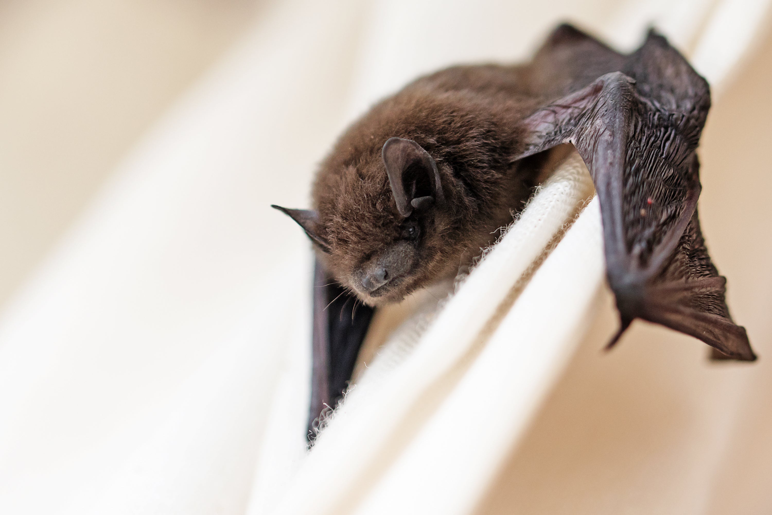 Bat viruses found in Laos, Cambodia, China and Thailand may help researchers anticipate future pandemics