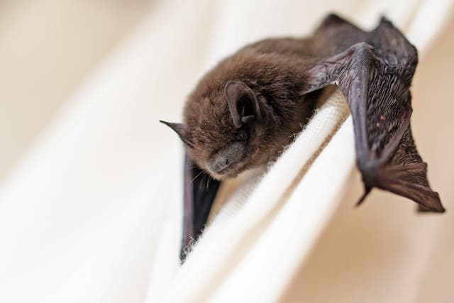<p>Bat viruses found in Laos, Cambodia, China and Thailand may help researchers anticipate future pandemics</p>