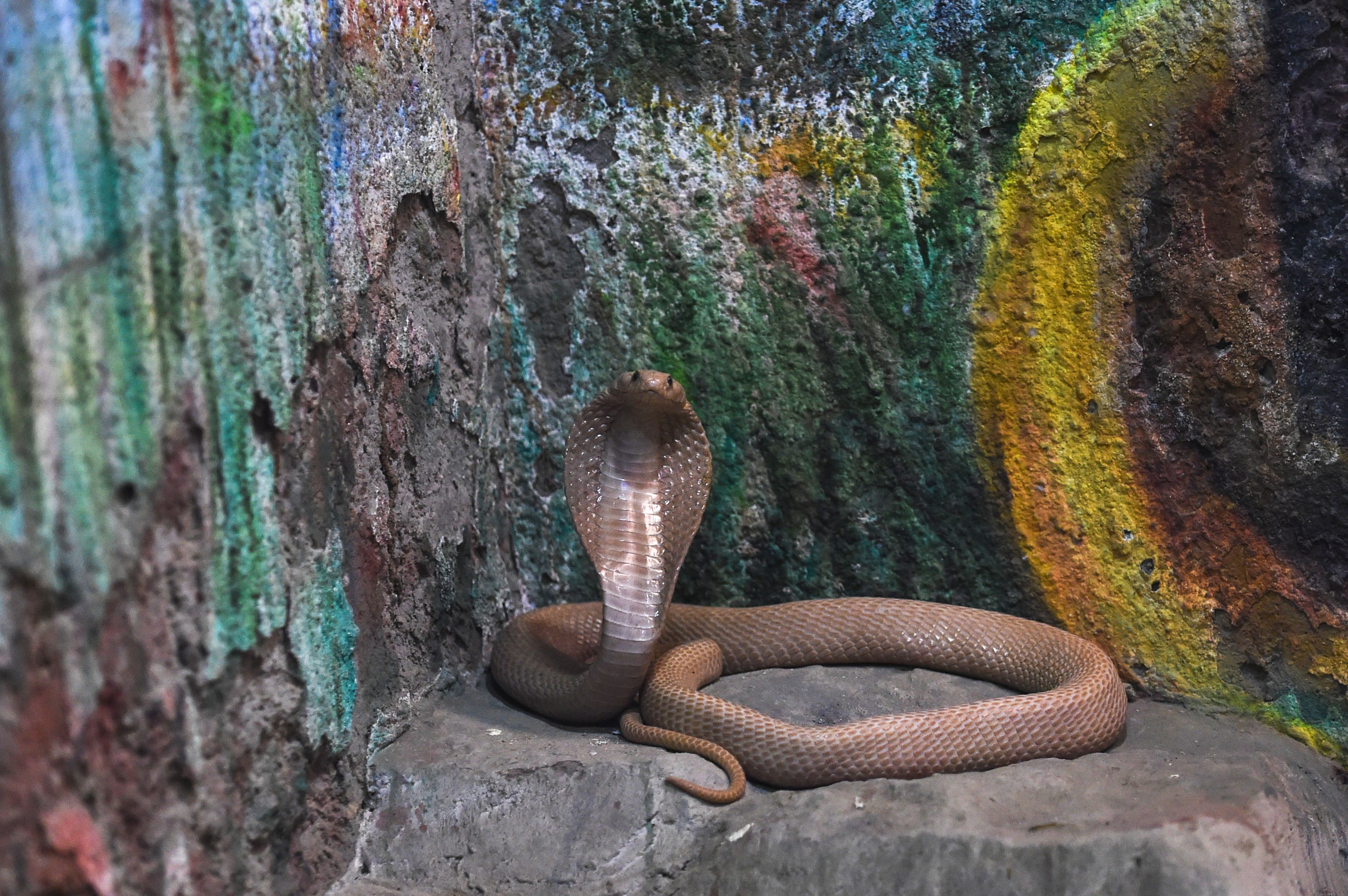 File: A venomous spectacled cobra, also known as Indian cobra (Naja Naja) or white cobra, is seen near a painting inside its enclosure at the Kamla Nehru Zoological Garden in Ahmedabad, Gujarat on 30 January 2019