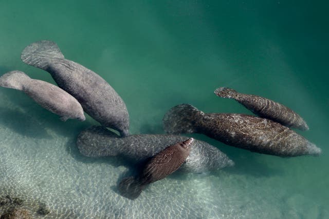 Dying Manatees