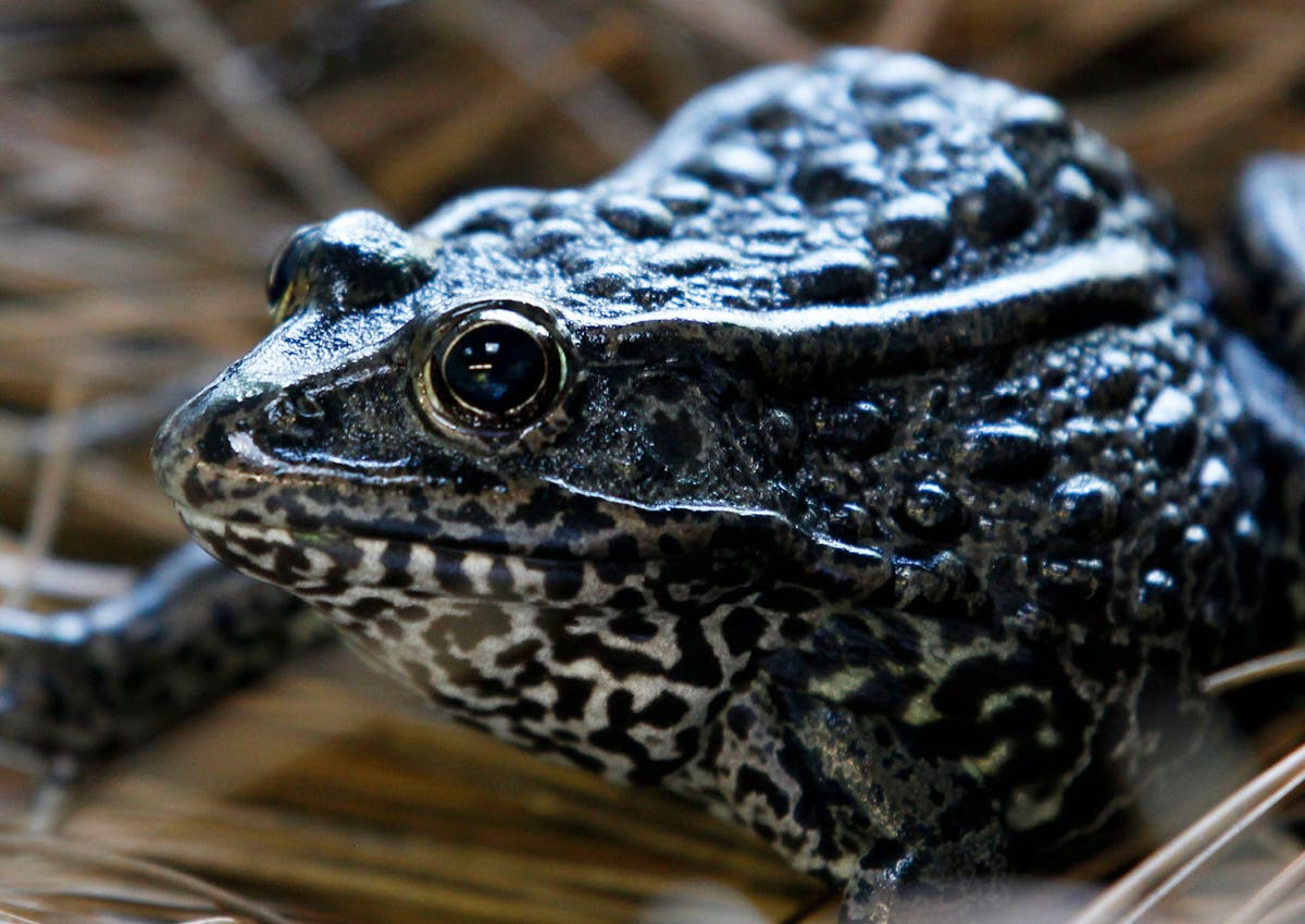 Wildlife agencies to cancel Trump endangered species rules