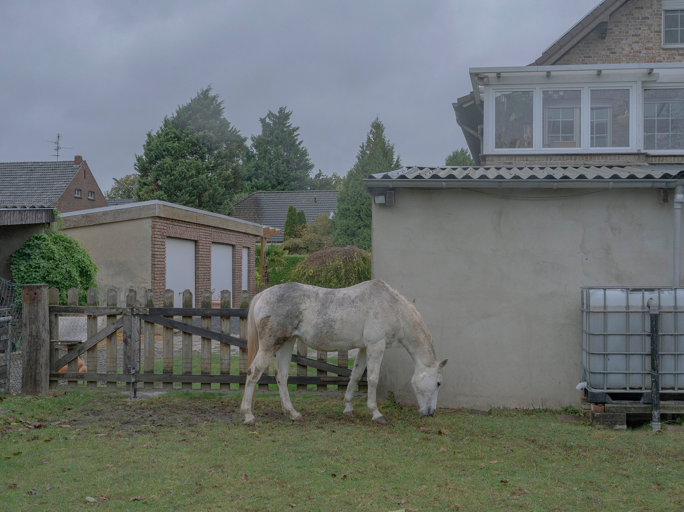 A horse belonging to the Dresen family grazes on their three-acre property in the village of Kuckum which they hope to keep
