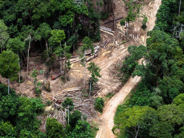 <p>Aerial view of trees being removed in carbon-rich peatland forest near Mbandaka in the Democratic Republic of the Congo</p>