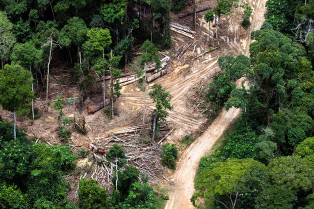 <p>Aerial view of trees being removed in carbon-rich peatland forest near Mbandaka in the Democratic Republic of the Congo</p>