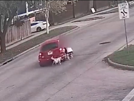 Woman And Her Dog Dragged Along Street By Car After Tackling Robbers ...