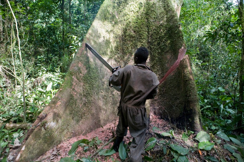 A chainsaw is taken to an old-growth tree in the Congo Basin rainforest, a vital carbon sink