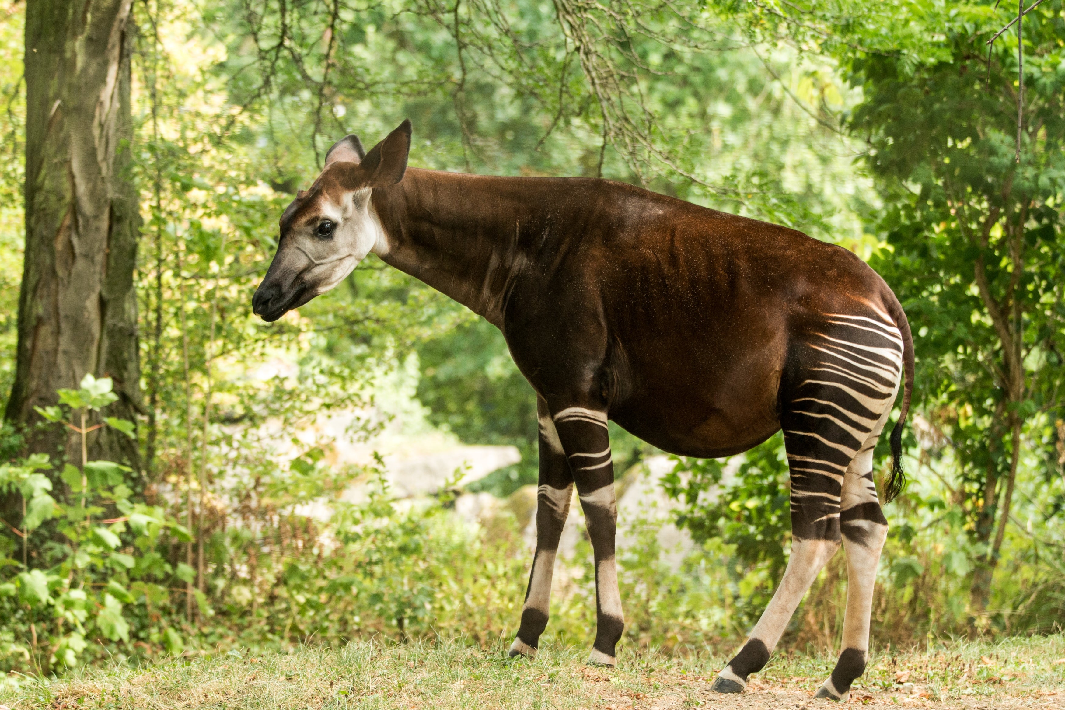 The Okapi, a mammal native to the region, will be further threatened by more industrial logging