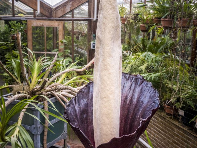 La 'planta del pene'
