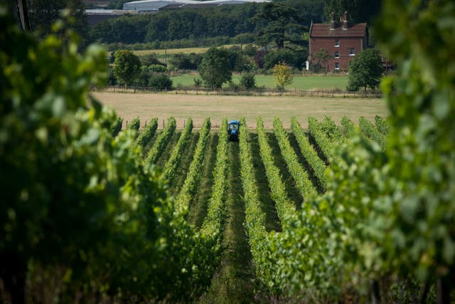 Kit’s Coty Vineyard, Chapel Down (Chapel Down/PA)