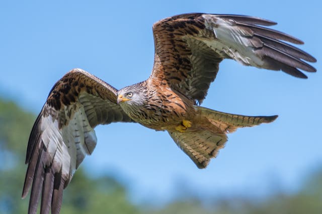 <p>Twenty red kites were among birds targeted by criminals </p>