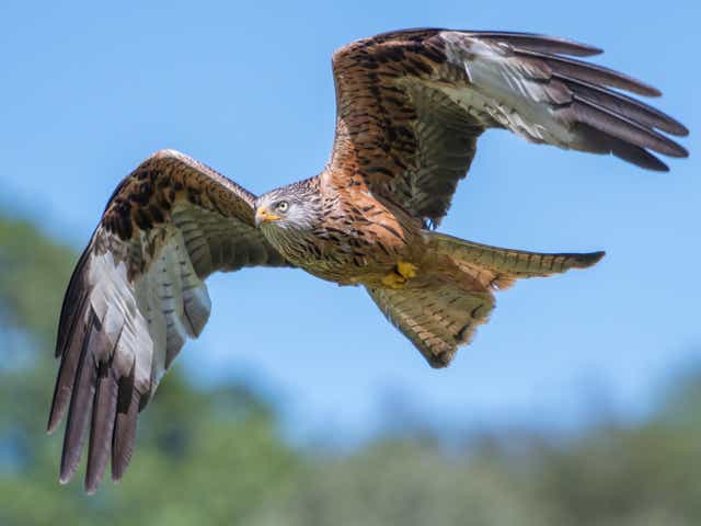 <p>Twenty red kites were among birds targeted by criminals </p>