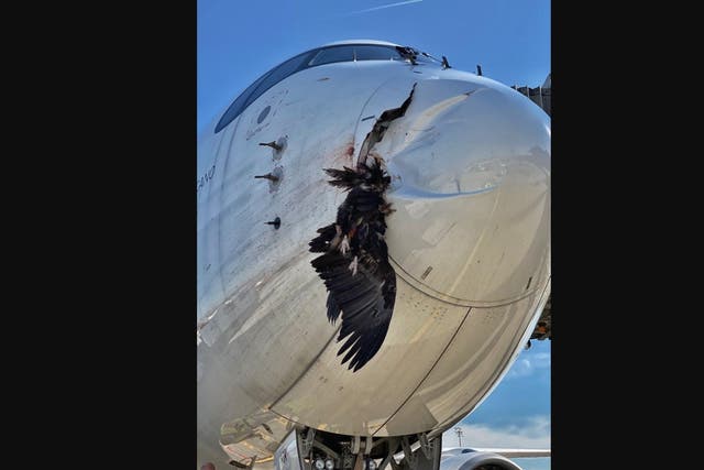 <p>The black vulture made quite an impact on the A350</p>
