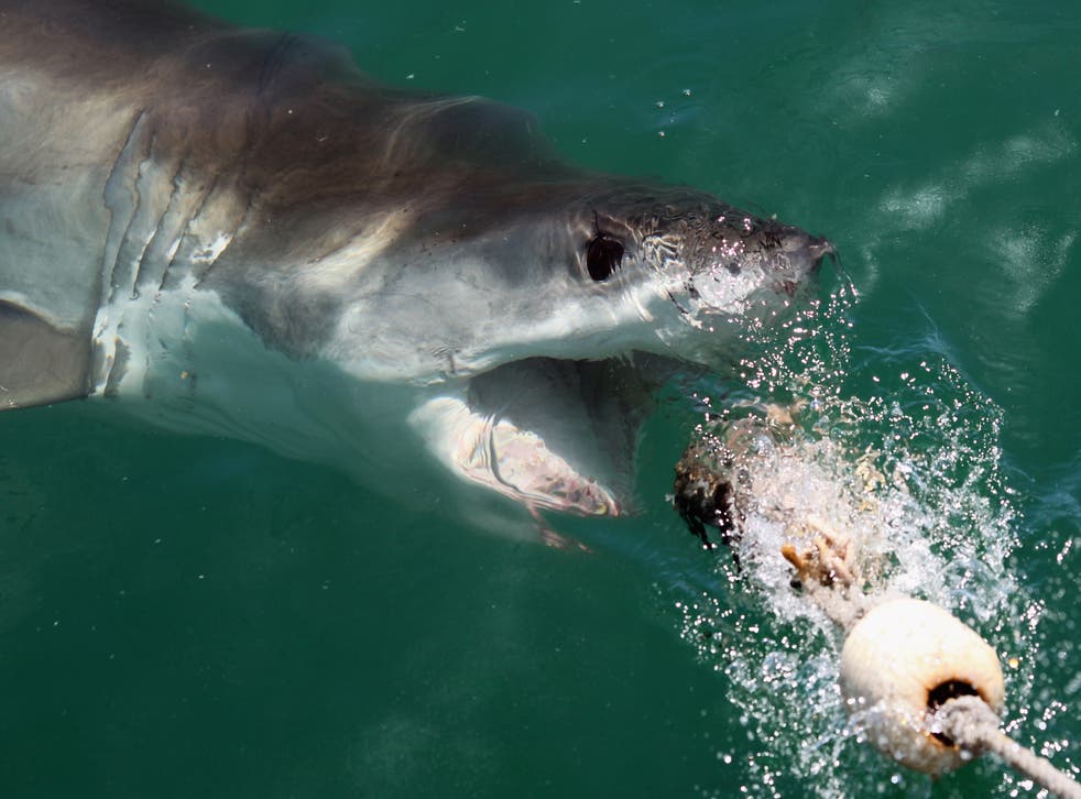 <p>Juvenile great whites cannot significantly tell the difference between sea lions, seals and humans </p>