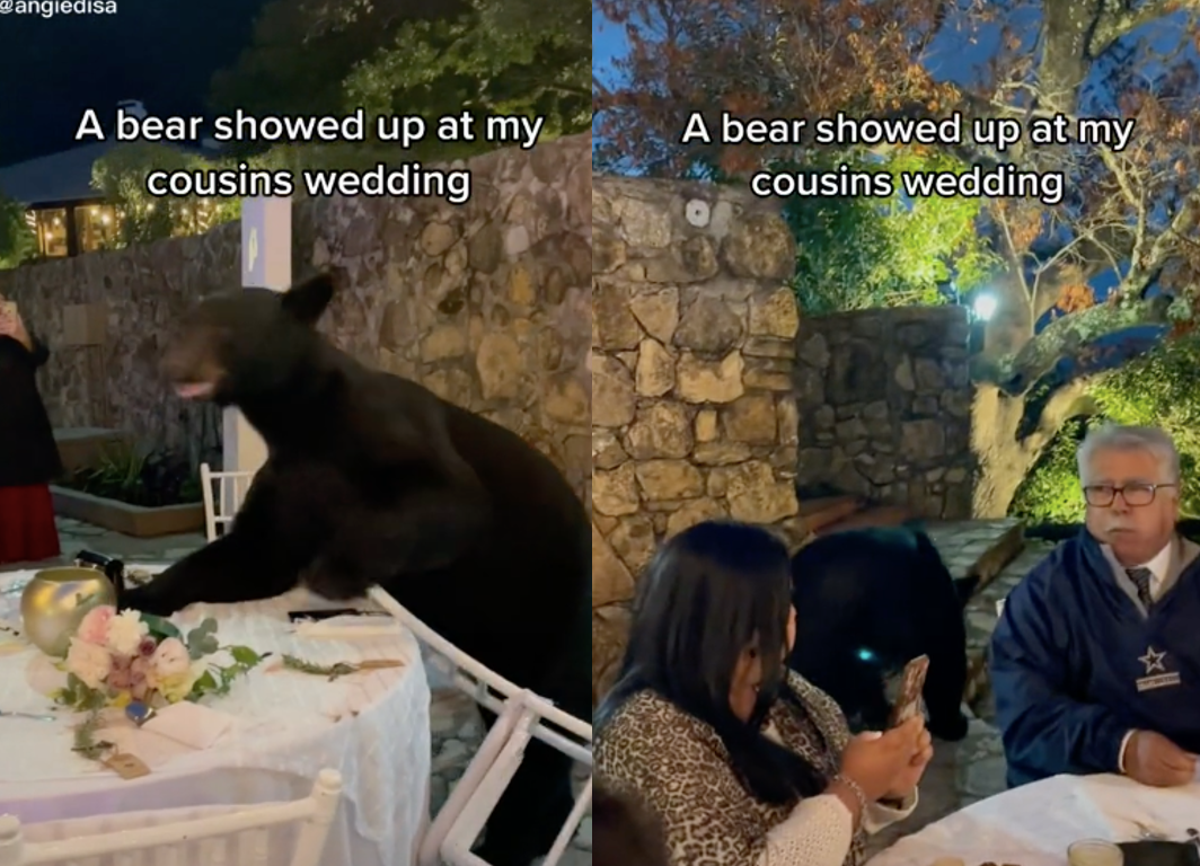 wedding guests completely unfazed as a wild bear gatecrashes reception in search of food indy100 wedding guests completely unfazed as a wild bear gatecrashes reception in search of food indy100