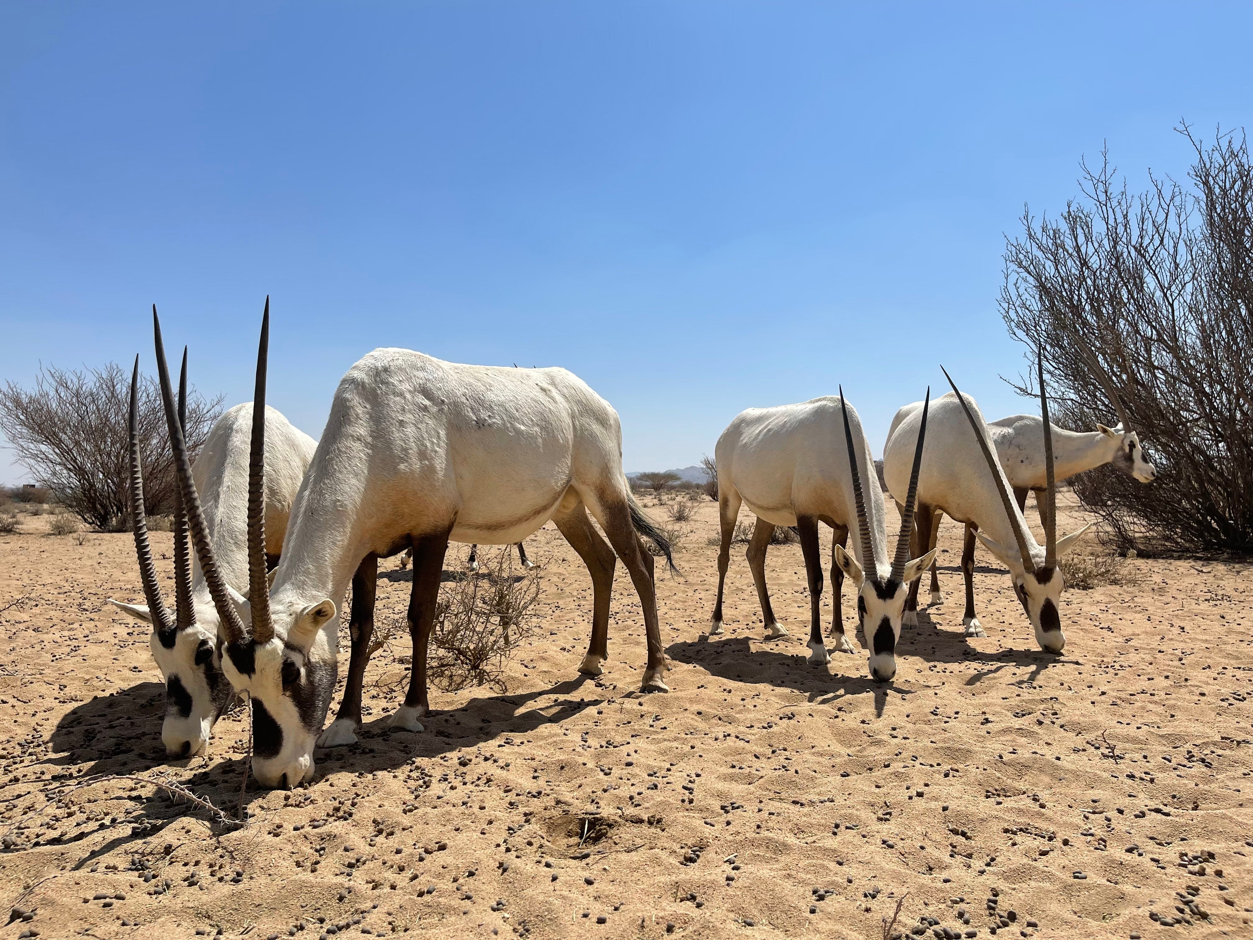 <p>Arabian oryxes at National Wildlife Research Centre in Taif, Saudi Arabia</p>