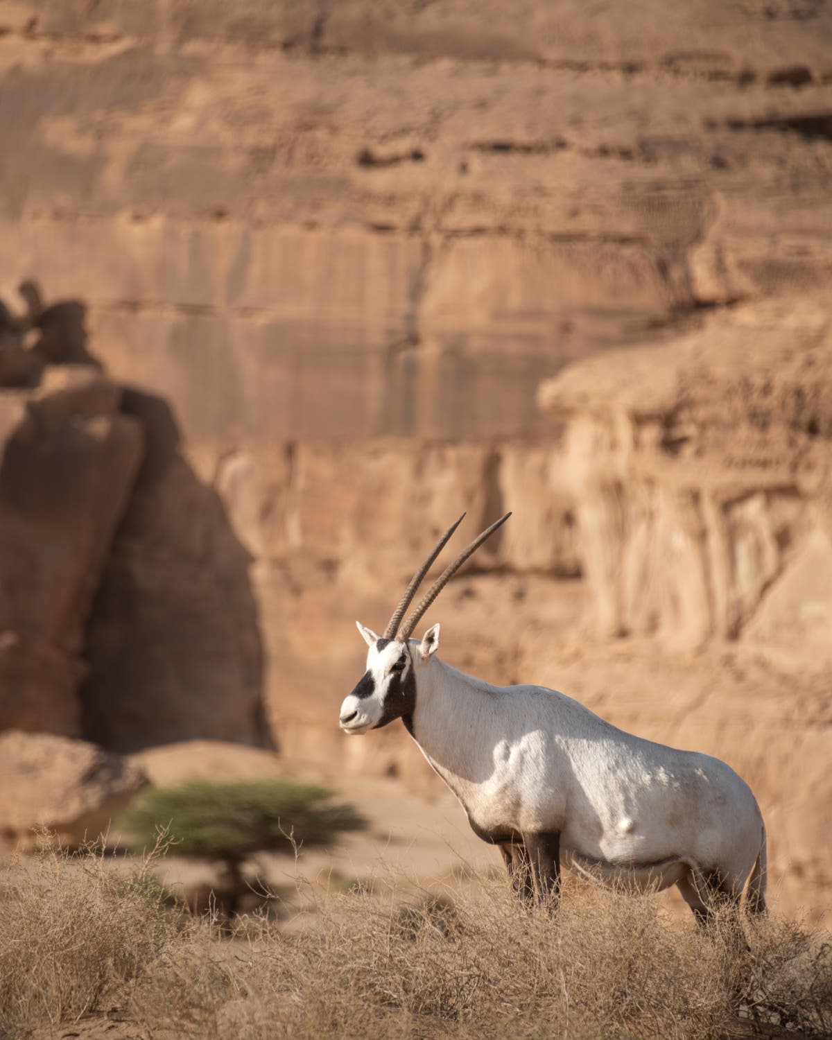 Hunting bans bid to protect Saudi Arabia’s threatened animals