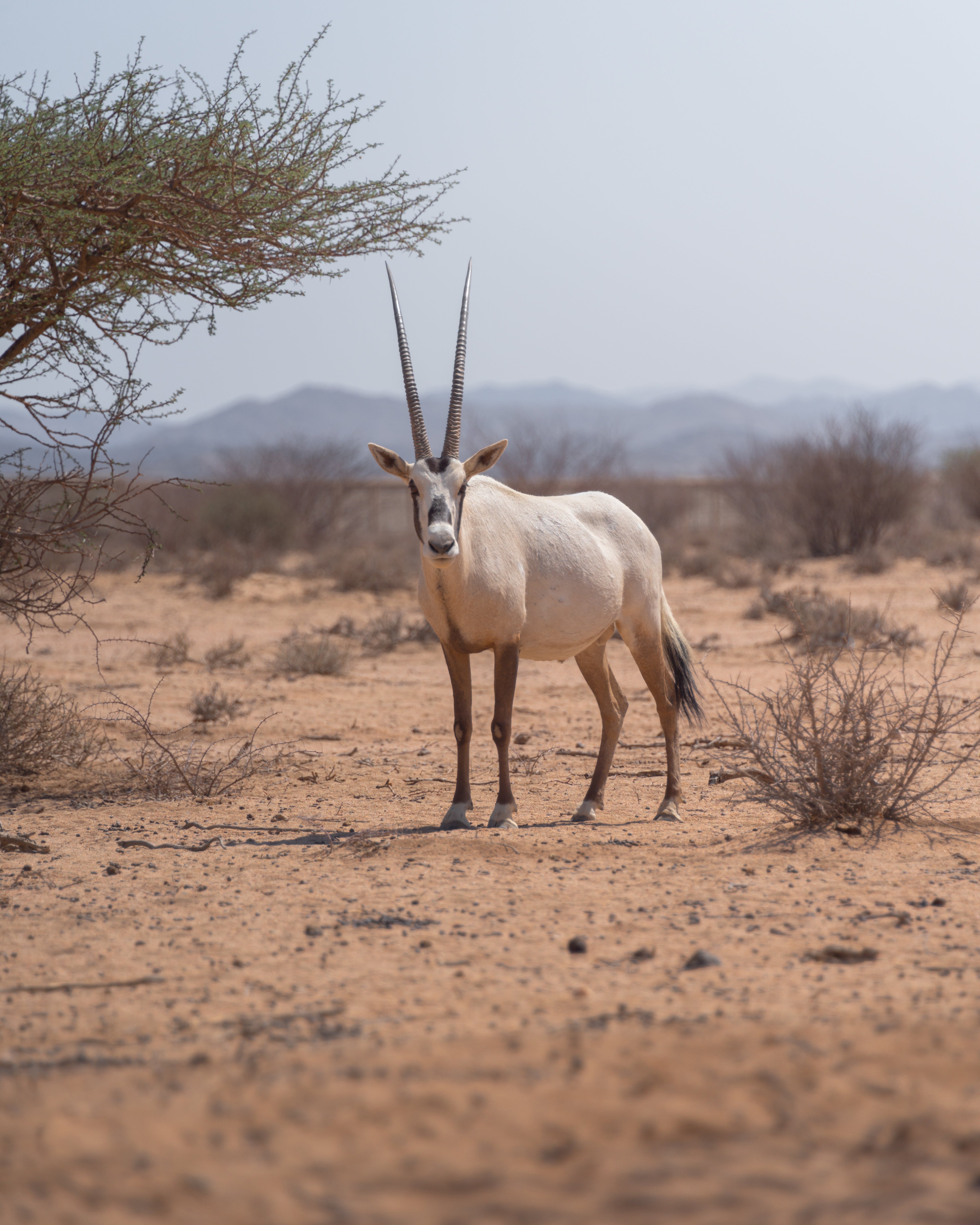 Arabian oryx at National Wildlife Research Centre in Taif, Saudi Arabia