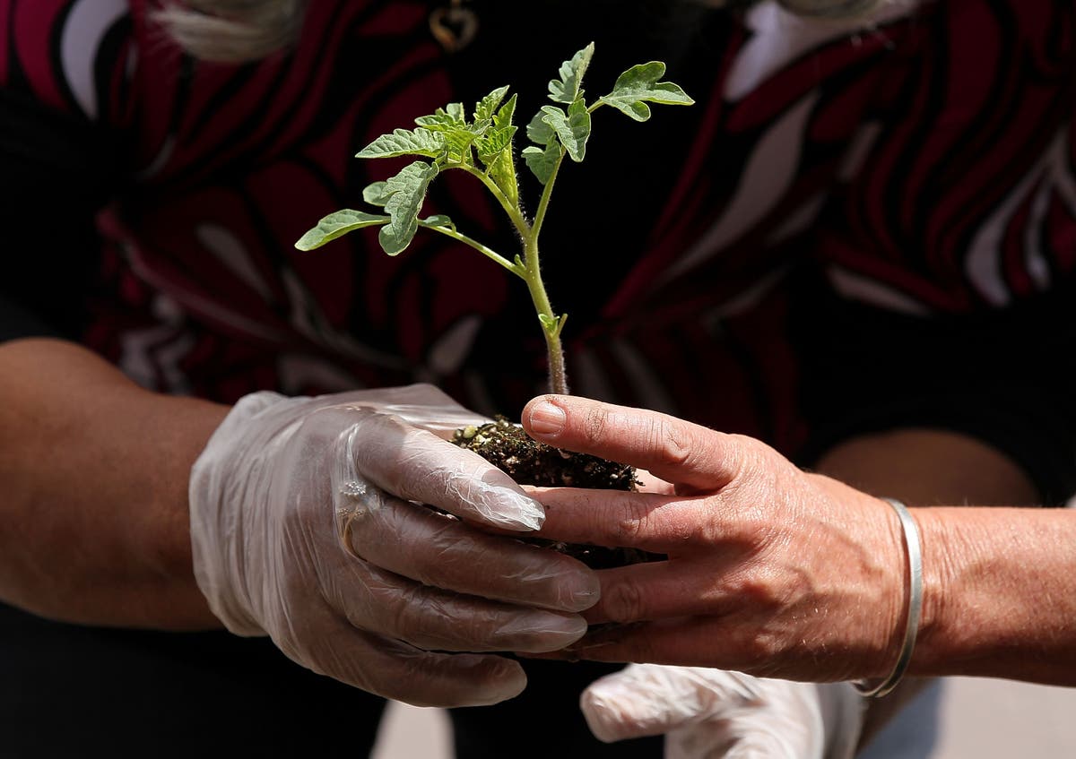 From mowing lawn to deadheading, UK’s favourite gardening tasks revealed