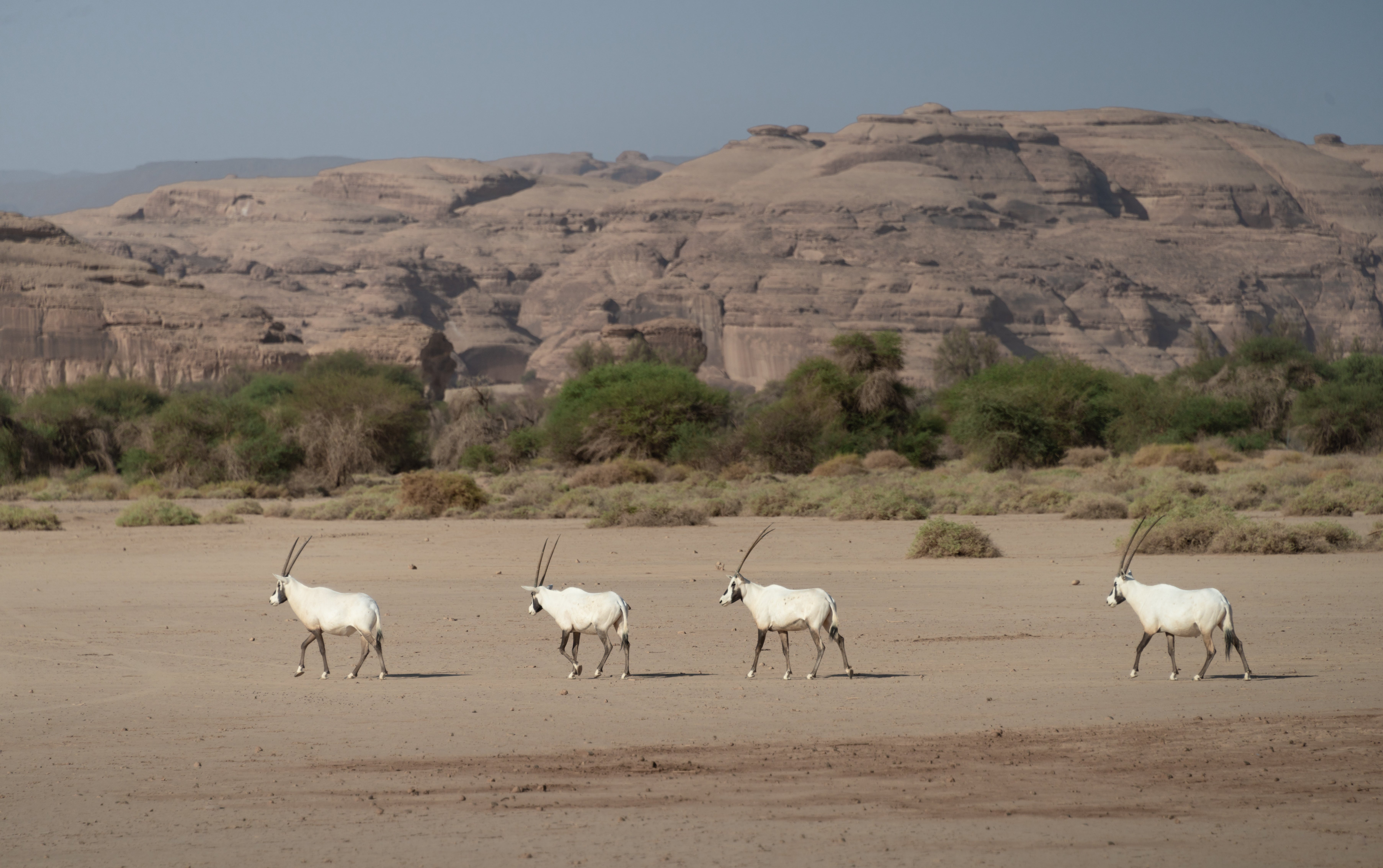Arabian oryx in nature reserve near the ancient city of Hegra in AlUla