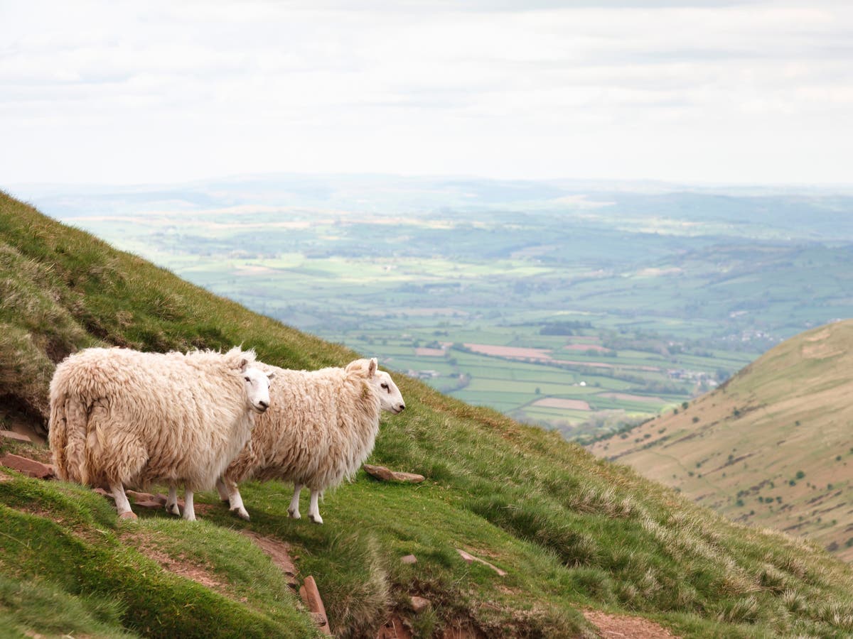 ‘Haphazard’ shift to post-Brexit payments scheme could put farmers out of business, MPs say