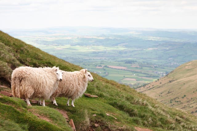 <p>Sheep on treeless hills in the Brecon Beacons in South Wales. Defra must avoid ‘squandering’ the potential of such uplands, MPs warned </p>