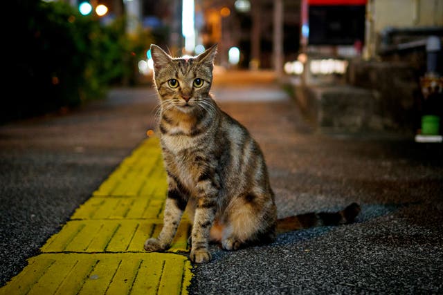 <p>A stray cat sits on the pavement</p>
