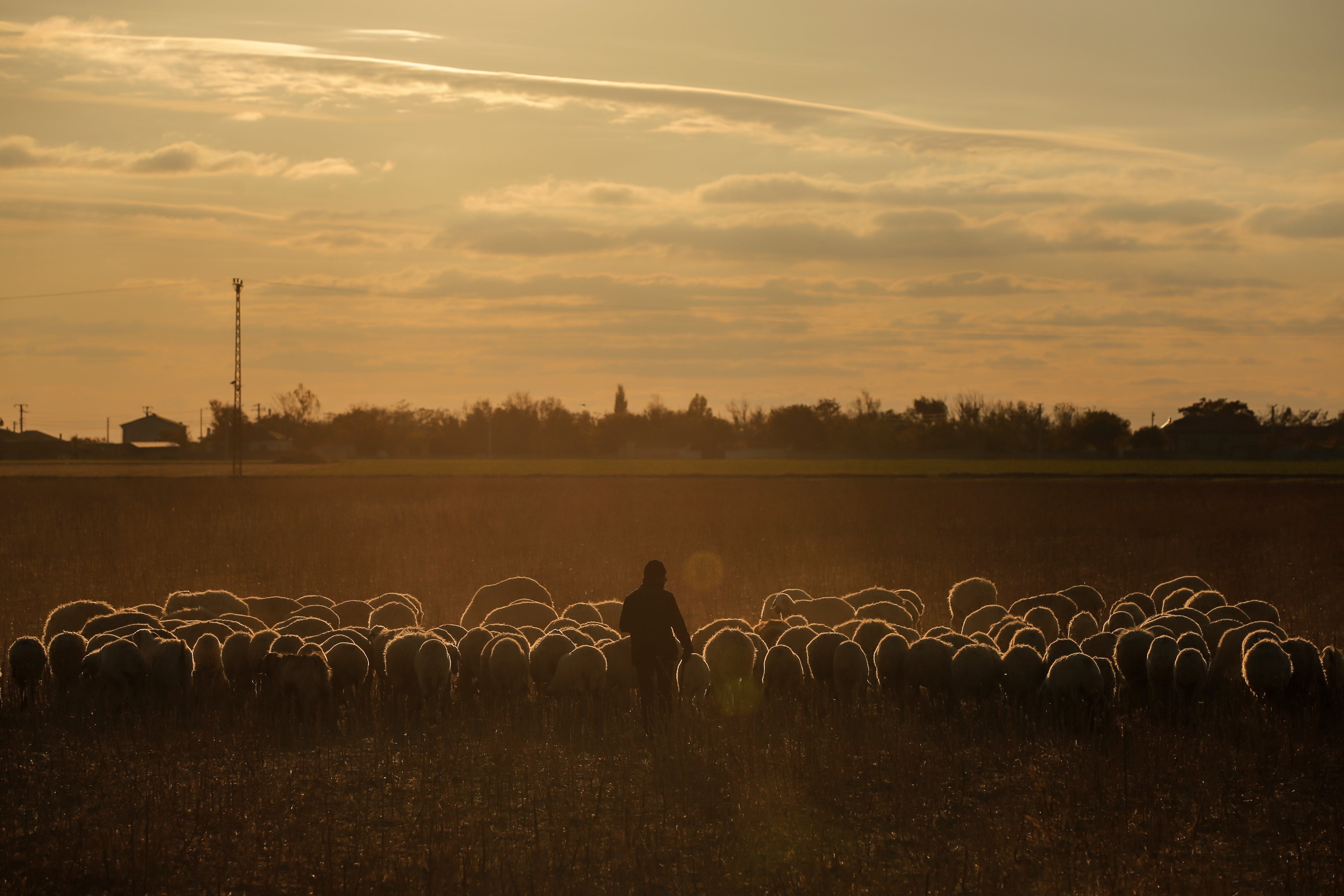 A shepherd herds a flock of sheep near Lake Tuz in Aksaray province of Turkey