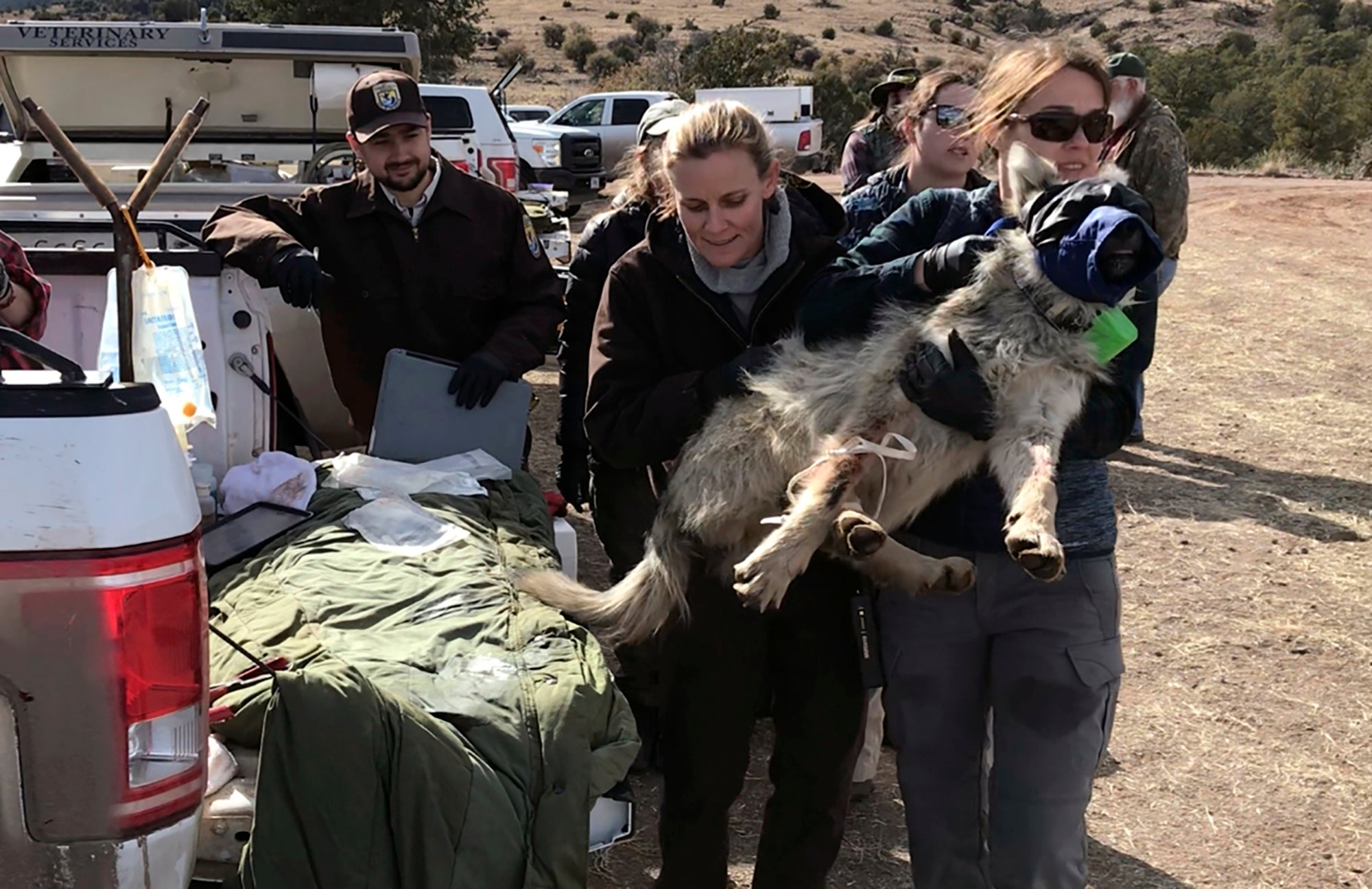Endangered Wolves
