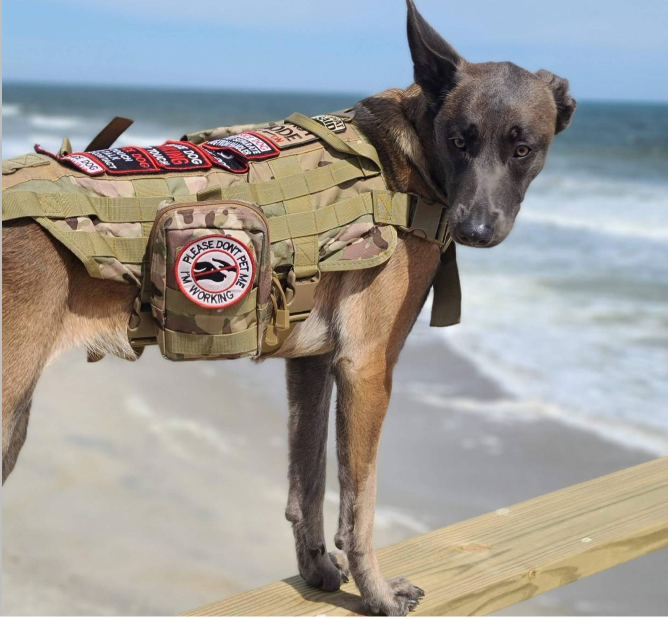 Sunshine had been specially-trained to help Mr Rorher with his PTSD